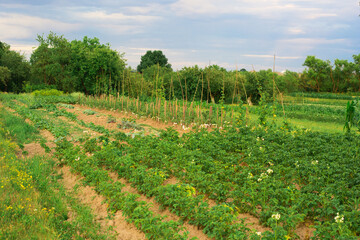 vegetable field of various vegetables