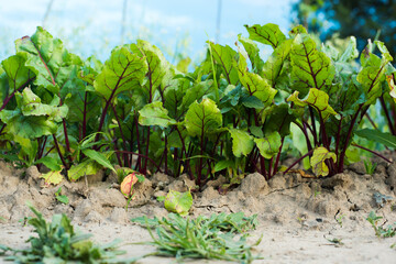 young beets in the garden,horizontal photo