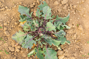 kohlrabi in the garden dry land