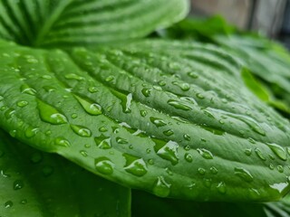 summer dew and drops on the leaves in the garden