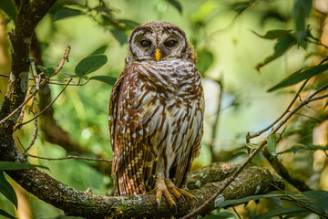 Barred Owl