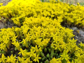 wild field and forest flowers