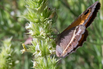 Pyronia Bathseba en la sierra de Mariola, Alcoy