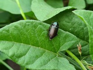 bug on leaf