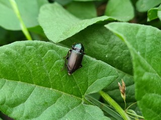bug on leaf