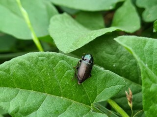 bug on leaf