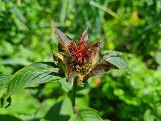 wild field and forest flowers