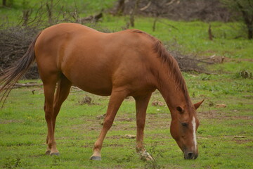 Obraz premium caballo