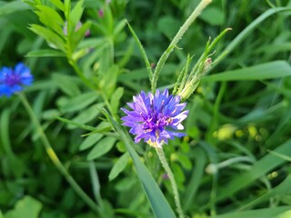 cornflower blue