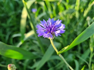 cornflower blue