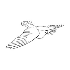 Hand drawn dove outline. Line art style isolated on white background.