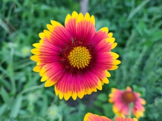 wild field and forest flowers
