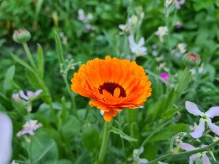 wild field and forest flowers