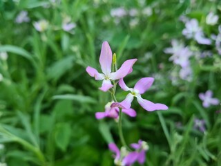 Fototapeta premium wild field and forest flowers