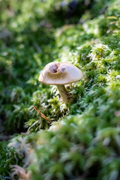 Hygrophorus mushroom in a forest in Sweden
