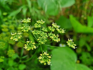 Amazing summer flowers in the garden