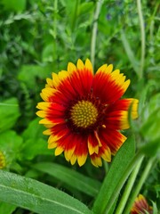 Amazing summer flowers in the garden