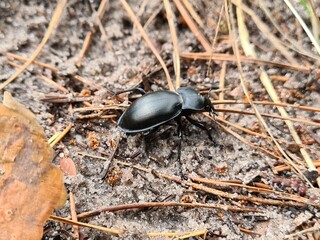 bug on leaf