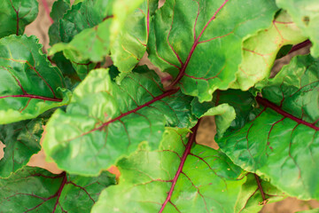 young beets in the garden