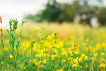 beautiful yellow wildflowers,horizontal photo