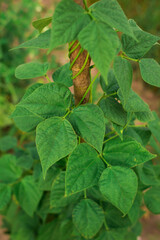 Obraz premium snails, young shoots beans in the garden