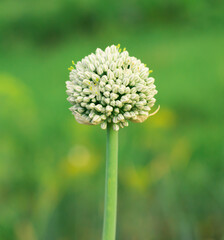 flowering onions on a green field