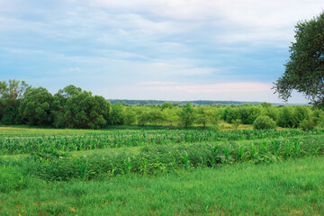 Obraz premium vegetable field of various vegetables