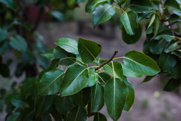 beautiful green pear leaves,beautiful horizontal background