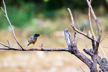 Myna seating on tree branch
