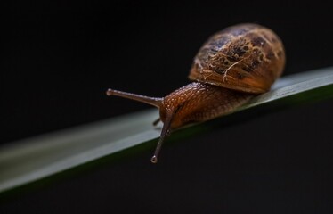 Closeup of a tiny snail crawling on a green leaf of a plant on a blurry dark background - Powered by Adobe