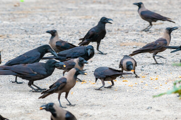 Fototapeta premium group of domestic and long tail crow birds enjoying the food