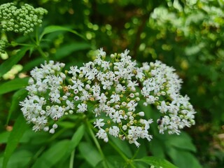 Amazing summer flowers in the garden