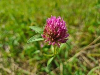 Fototapeta premium wild field and forest flowers