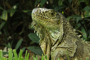 Iguana verde con mirada de perfil con arbustos,plantas verdes oscuras y arboles de fondo,
Green Iguana looking in profile with bushes, dark green plants and trees in the background,