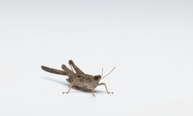 small grasshopper front view closeup in white background stock photo