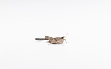small grasshopper in white background stock photo