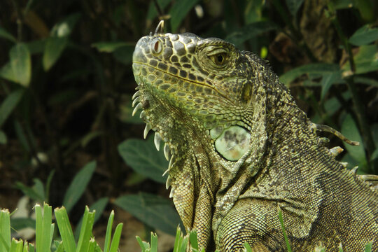 Iguana Verde Con Mirada De Perfil Con Arbustos,plantas Verdes Oscuras Y Arboles De Fondo,
Green Iguana Looking In Profile With Bushes, Dark Green Plants And Trees In The Background,