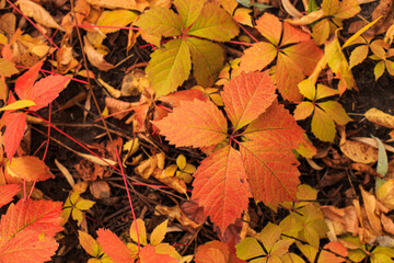 Wild grapes in the fall season. The bright red leaves of wild grapes.Multicolored leaves of wild or maiden grapes.