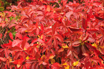 Wild grapes in the fall season. The bright red leaves of wild grapes.Multicolored leaves of wild or maiden grapes.