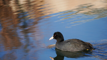 Coot floating on pond