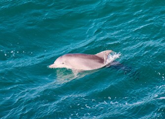 Scenic view of a cute dolphin in tropical water in Queensland