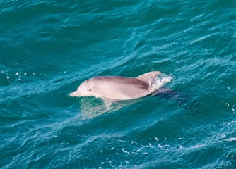 Foto auf Leinwand Scenic view of a cute dolphin in tropical water in Queensland © Rowantesch/Wirestock Creators
