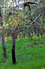 Kiefernwald bei Schloss Waldenstein  