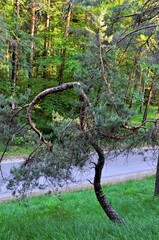 Kiefernwald bei Schloss Waldenstein  