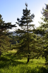 Kiefernwald bei Schloss Waldenstein  