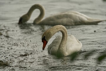Closeup shot of dirty swans swimming in a dirty lake
