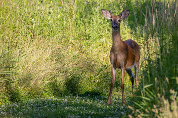 deer in the forest