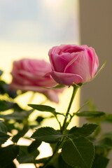 pink rose