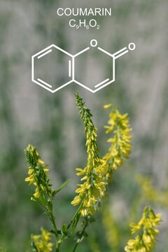 Sweet Yellow Clover (Melilotus Officinalis) And Structural Formula Of Coumarin.