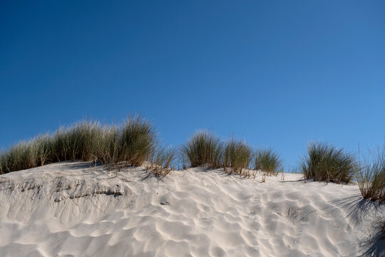 Beachgrass In The Sand Dunes